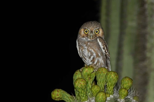 Loài cú sát thủ săn mồi hay giấu thức ăn thừa làm "lương khô"