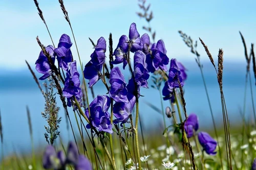 Vẻ đẹp ma mị của loài cây mệnh danh “nữ hoàng độc dược"