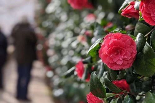 Loài hoa chỉ xuất hiện ở hai địa điểm duy nhất trên thế giới