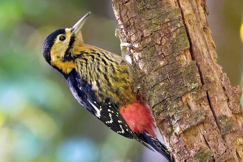 Những điều thú vị về loài chim gõ kiến ở Việt Nam