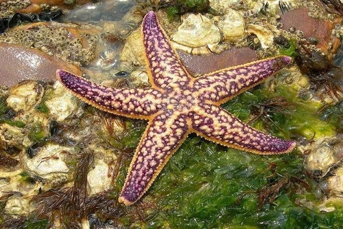 Những loài vật di chuyển chậm nhất hành tinh 