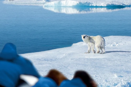 Khám phá vùng đất của băng và gấu Bắc Cực nơi "tận cùng Trái đất"