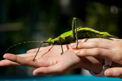 Loài côn trùng khổng lồ đầy gai được nhiều người săn lùng làm thú cưng