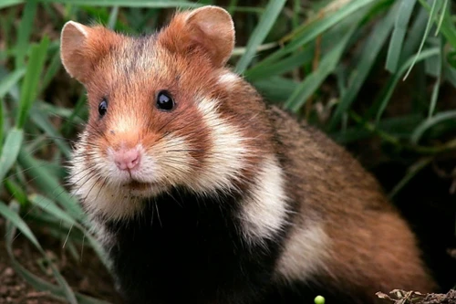 Những điều thú vị về các loài thuộc họ nhà chuột hamster