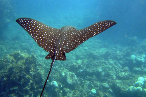 Khám phá bí ẩn của các loài cá đuối trên thế giới