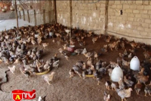 Tăng cường kiểm soát chất cấm trong chăn nuôi