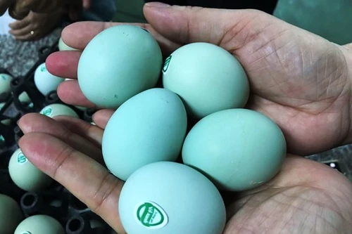 Lần đầu tiên Việt Nam sản xuất ra trứng gà vỏ xanh