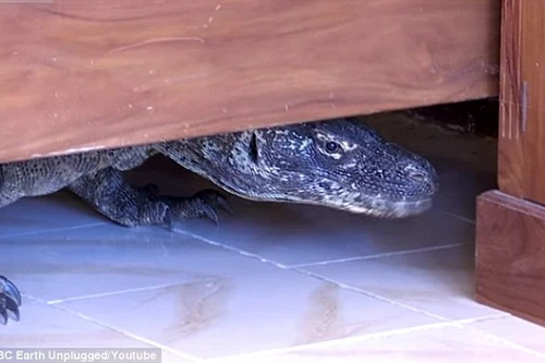 Rồng Komodo khổng lồ ẩn nấp trong khách sạn