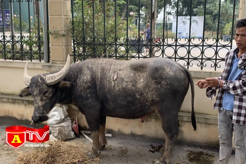 Bắt giữ đối tượng dắt trộm 20 con trâu, bò chưa đầy 1 tháng