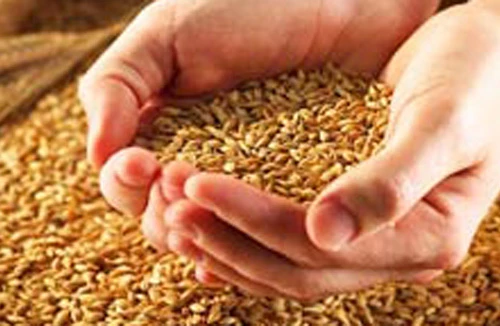 Kiến nghị hỗ trợ 900 tấn hạt lúa giống