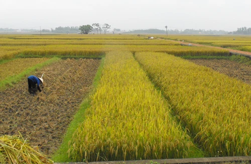 Về ngang mùa gặt