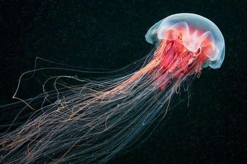 Trung Quốc triệt phá ổ sản xuất 10 tấn sứa giả