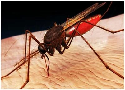 Xét nghiệm mới phát hiện sốt rét kháng thuốc