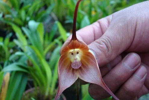 Thú vị loài hoa lan có hình mặt khỉ