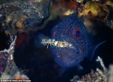 Xem ảnh loài cá đực ấp trứng con trong miệng vài tuần