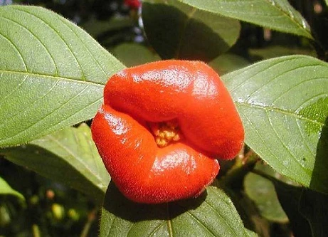 Kỳ lạ loài hoa giống hệt môi người