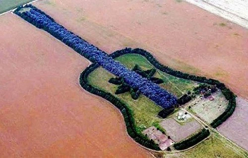 Trồng cây thành hình chiếc đàn ghi ta để tưởng nhớ vợ