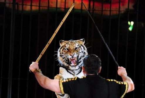 Đi vệ sinh, gặp ngay… hổ sổng chuồng