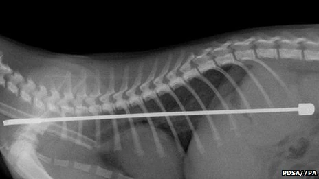 Chú mèo sống sót kỳ diệu sau khi ăn…ăng-ten ti-vi