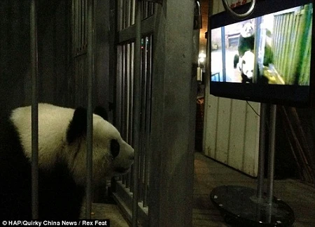 Cho gấu trúc xem “phim mát” để duy trì nòi giống