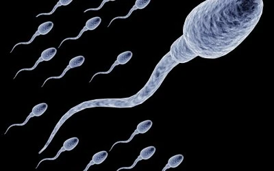 Độ dài của “tinh binh” dự báo khả năng làm cha