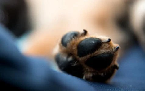 Gã đàn ông bệnh hoạn chụp cảnh bạn gái “mây mưa” với chó