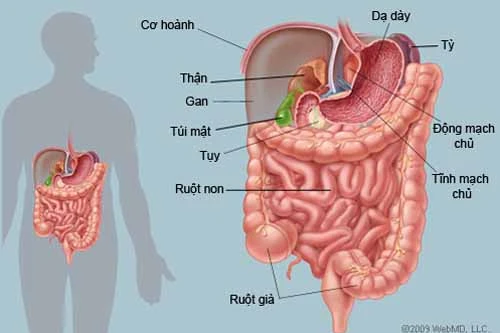 Những cách tăng cường sức khỏe đường ruột