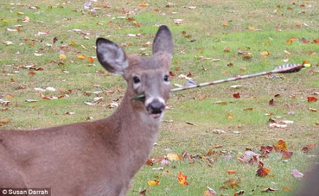 Chú nai vẫn sống dù bị mũi tên cắm xuyên qua đầu