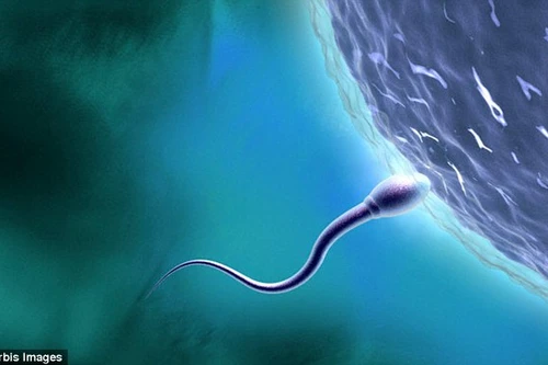 Cà rốt: Bí quyết của tinh trùng khỏe mạnh