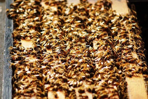 Phát hiện hơn 40.000 con ong sống trong tường phòng ngủ 