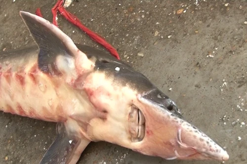 Thu giữ gần 300kg cá tầm nhập lậu 