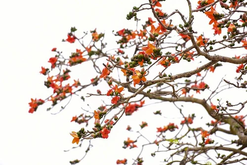 Hà Nội rực đỏ mùa hoa gạo