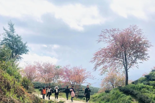 Mách nhỏ chiêu du lịch tiết kiệm dịp Tết 