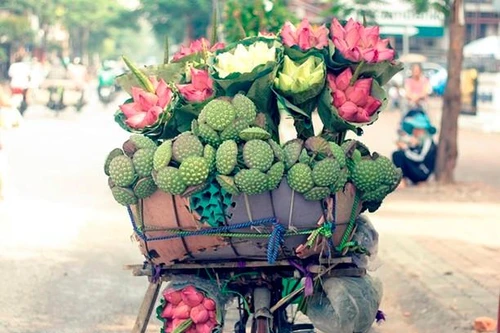 Hoa sen trong tâm hồn người Hà Nội