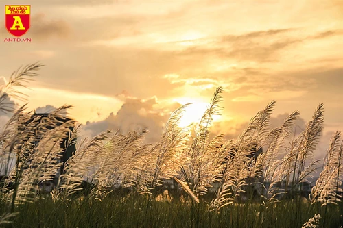 Hà Nội mùa hoa cỏ lau