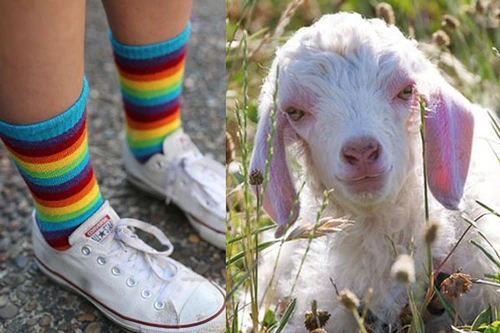 Tất đi cả năm không hôi