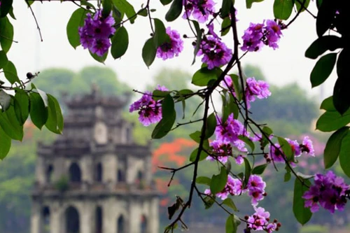 "Hồn" Hà Nội qua những mùa hoa