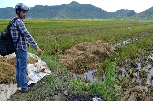 Sét đánh khiến 6 người thương vong tại Hải Phòng