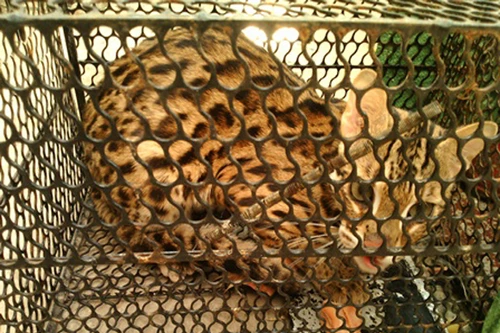 Bẫy chuột bắt được mèo rừng Châu Phi cực hiếm