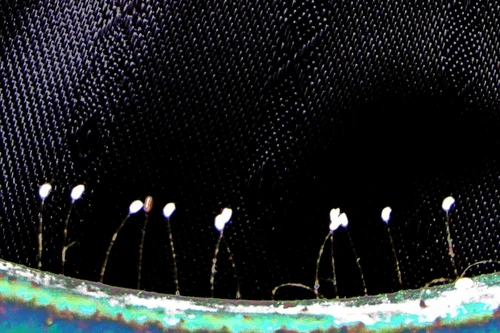 Lại xuất hiện loài hoa 3.000 năm nở một lần