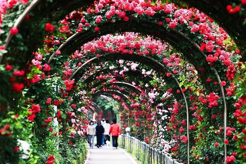 Đảo hoa hồng từ hơn 300 loài hoa sắp xuất hiện tại Hà Nội