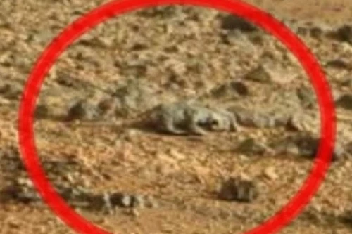 Thằn lằn xuất hiện trên sao Hỏa?