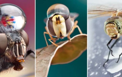 Những bức ảnh độc đáo về côn trùng và giọt nước 