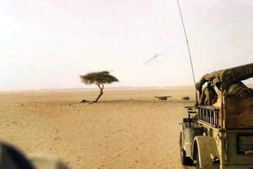 Chuyện đời cây keo cô độc nhất hành tinh