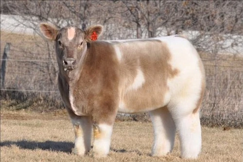 Loài "bò lông" mới xuất hiện tại Mỹ