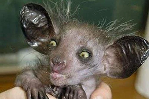 Những sinh vật khó coi nhất quả đất