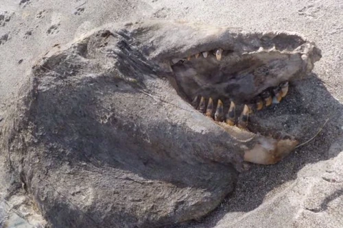 Chụp được ảnh xác "quái vật" dạt vào bờ biển