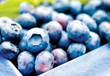 Cận trọng khi sử dụng quả việt quất khô