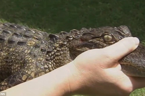 Thợ săn bị cá sấu ngoạm trúng tay