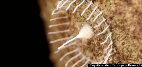 Tổ kén kì lạ tiết lộ về loài sinh vật mới